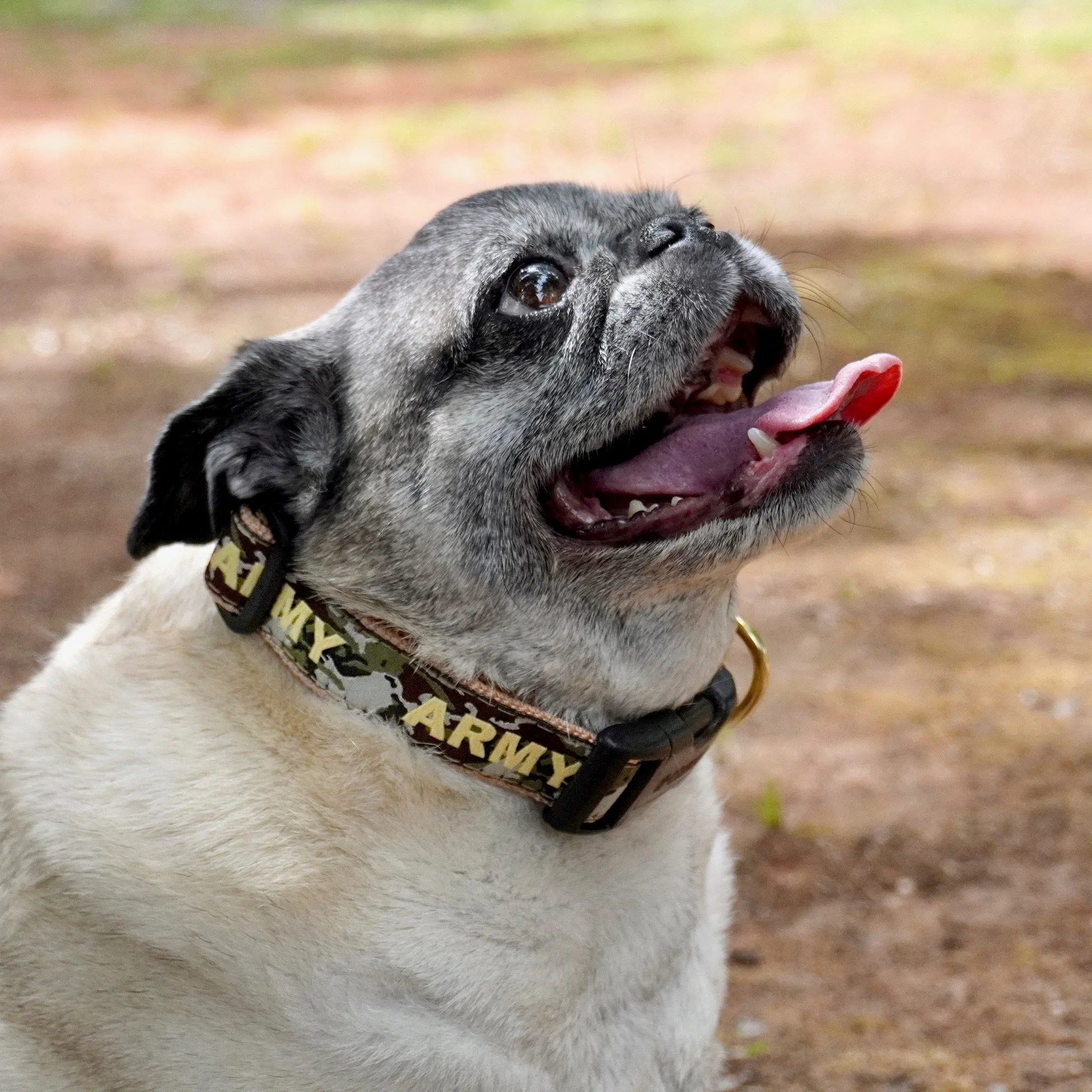 Army Dog Collar