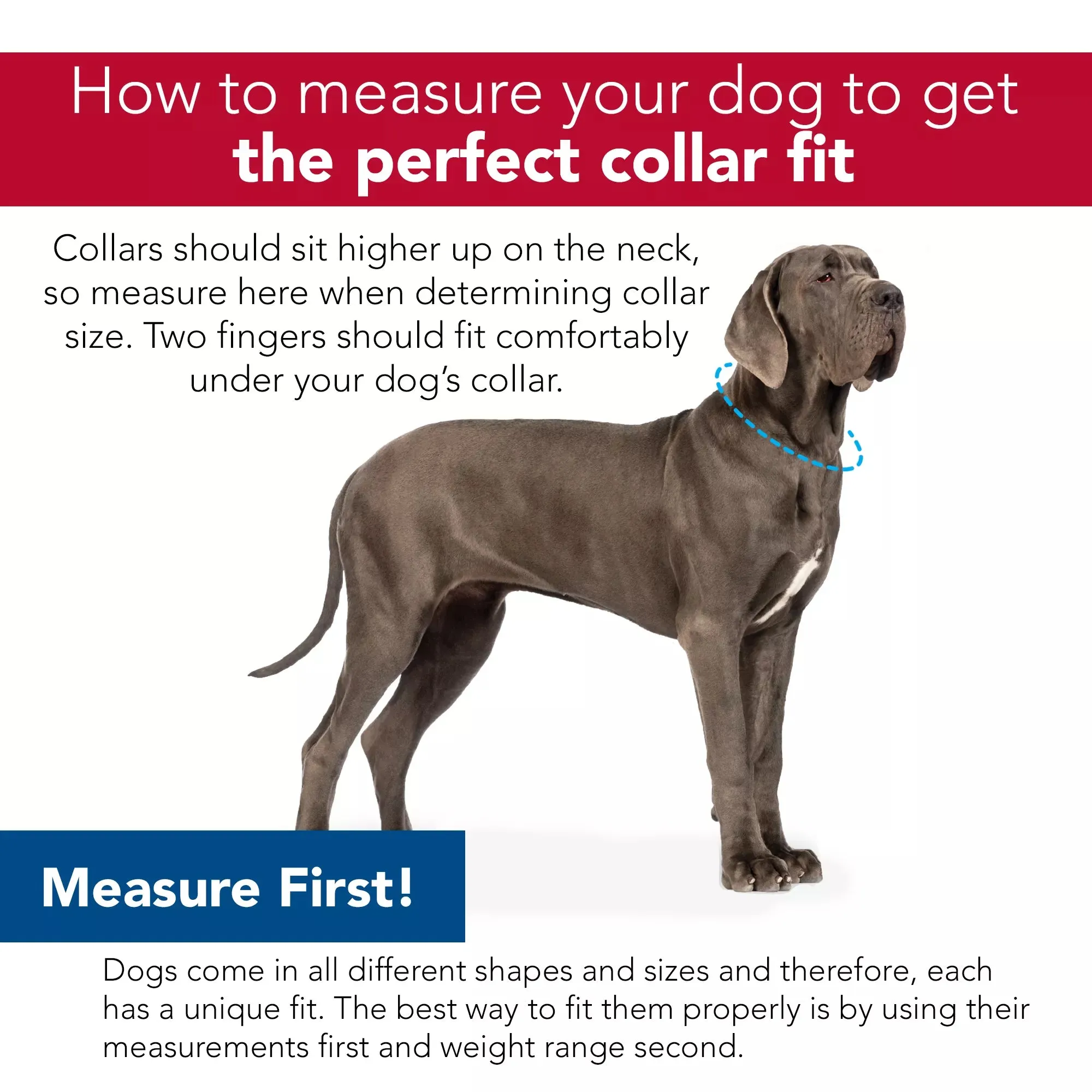 Coastal Pet Products Inspire Adjustable Dog Collar in Purple