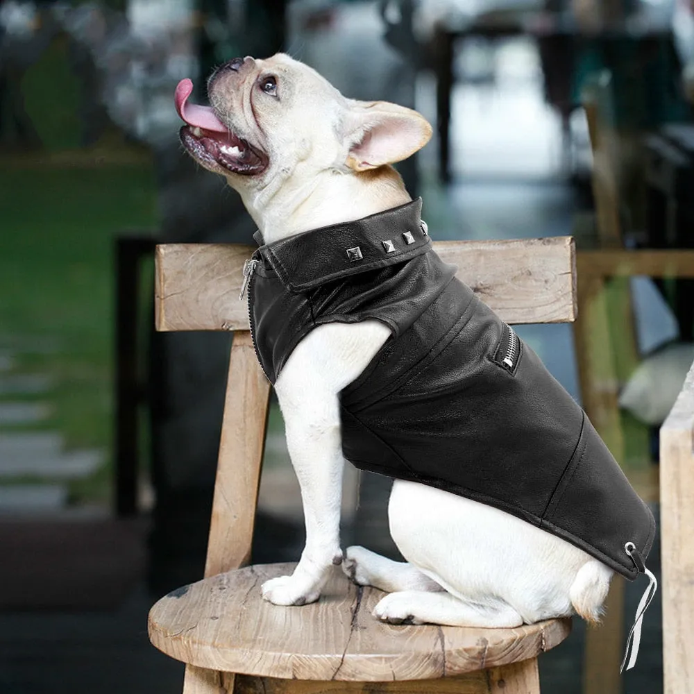 Cool Cute Leather Pet Jacket