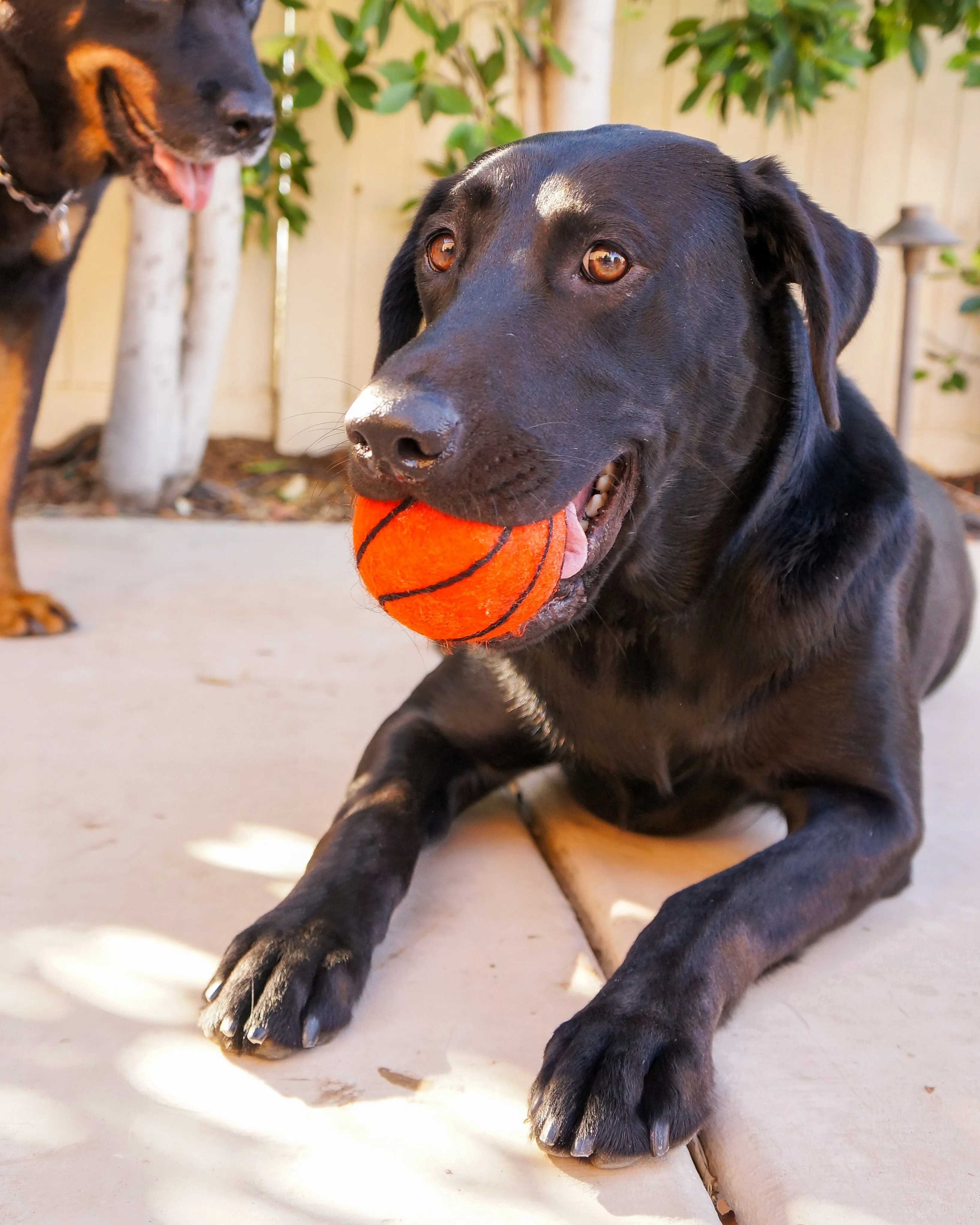 Dog XL Sport Ball