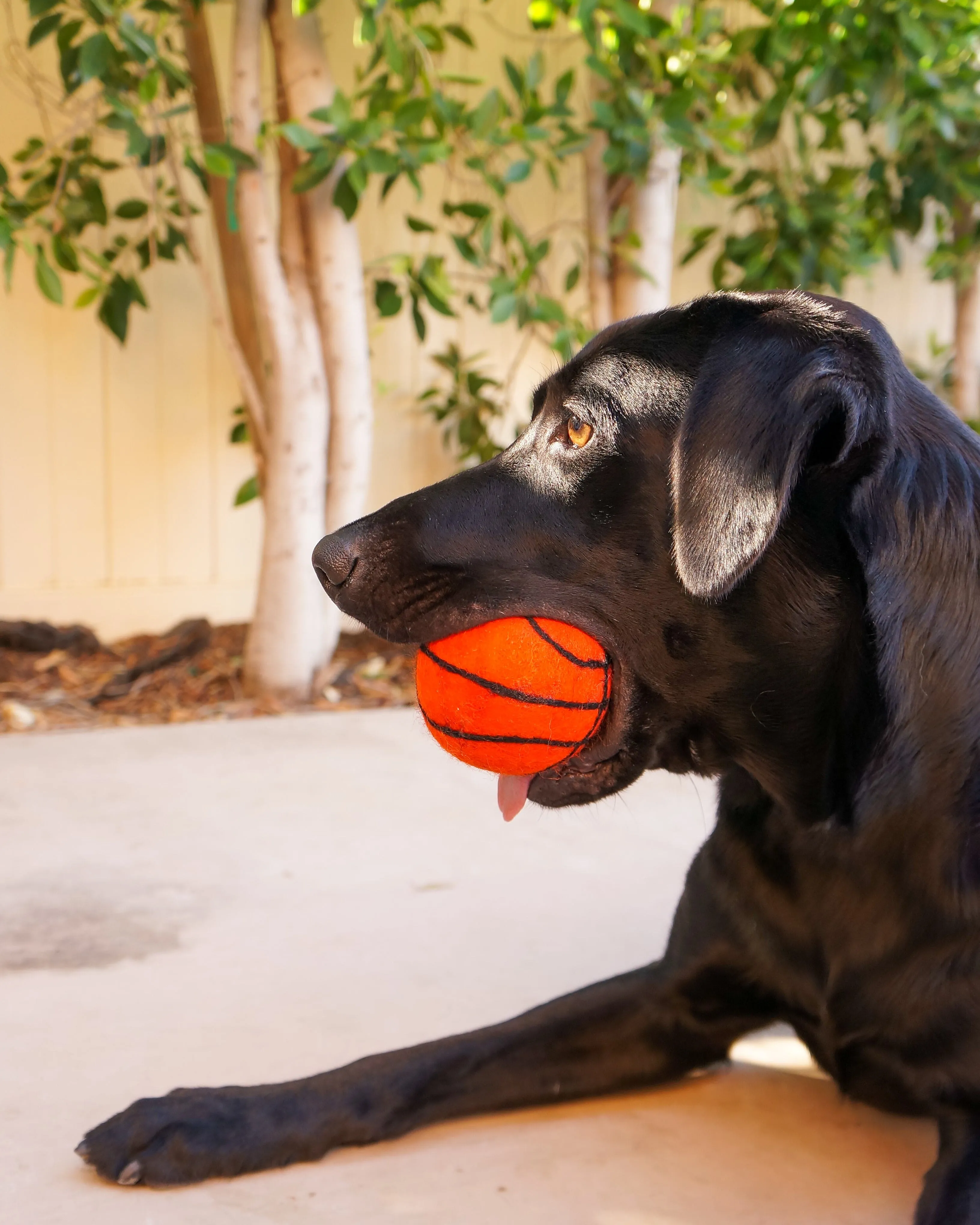 Dog XL Sport Ball