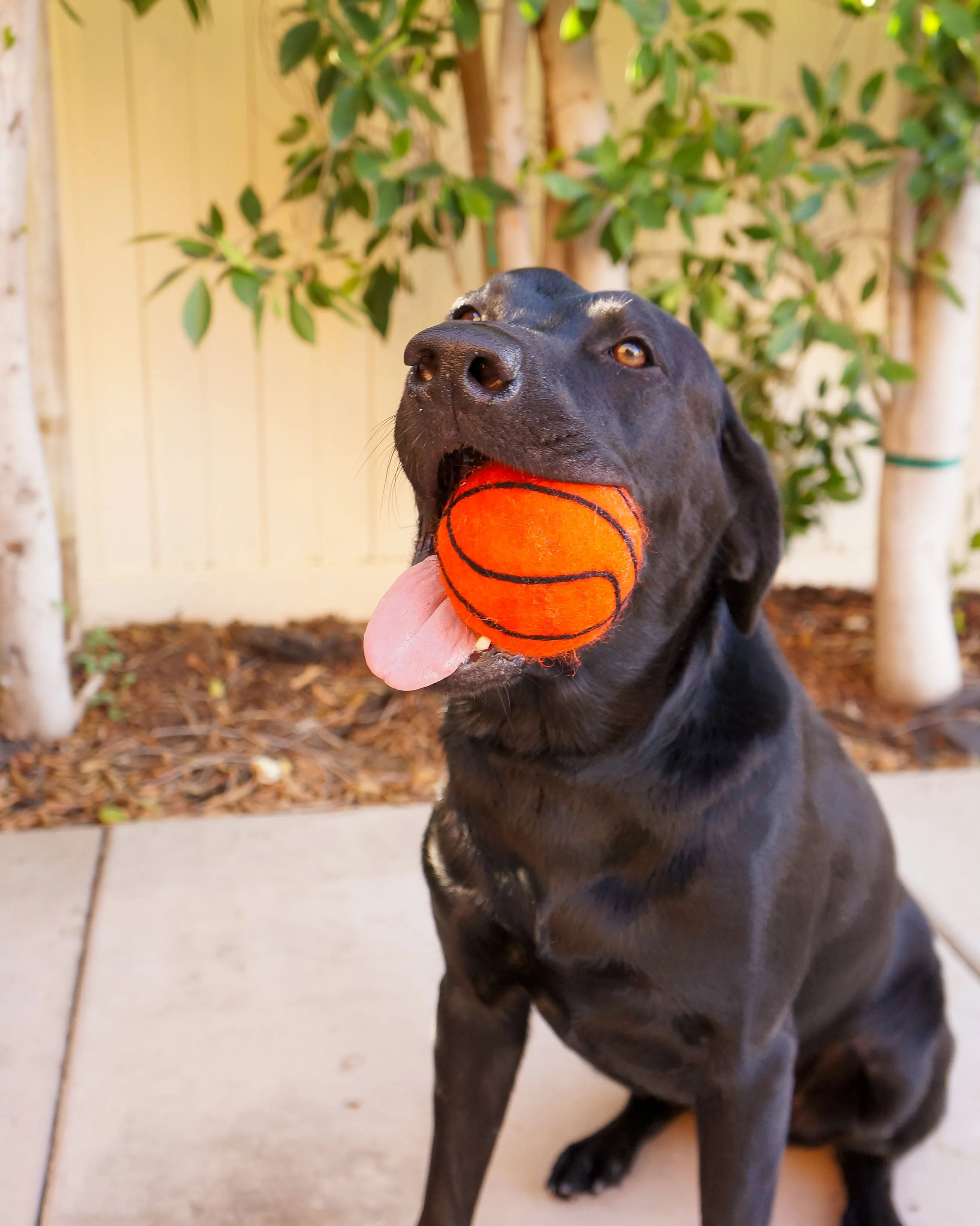 Dog XL Sport Ball