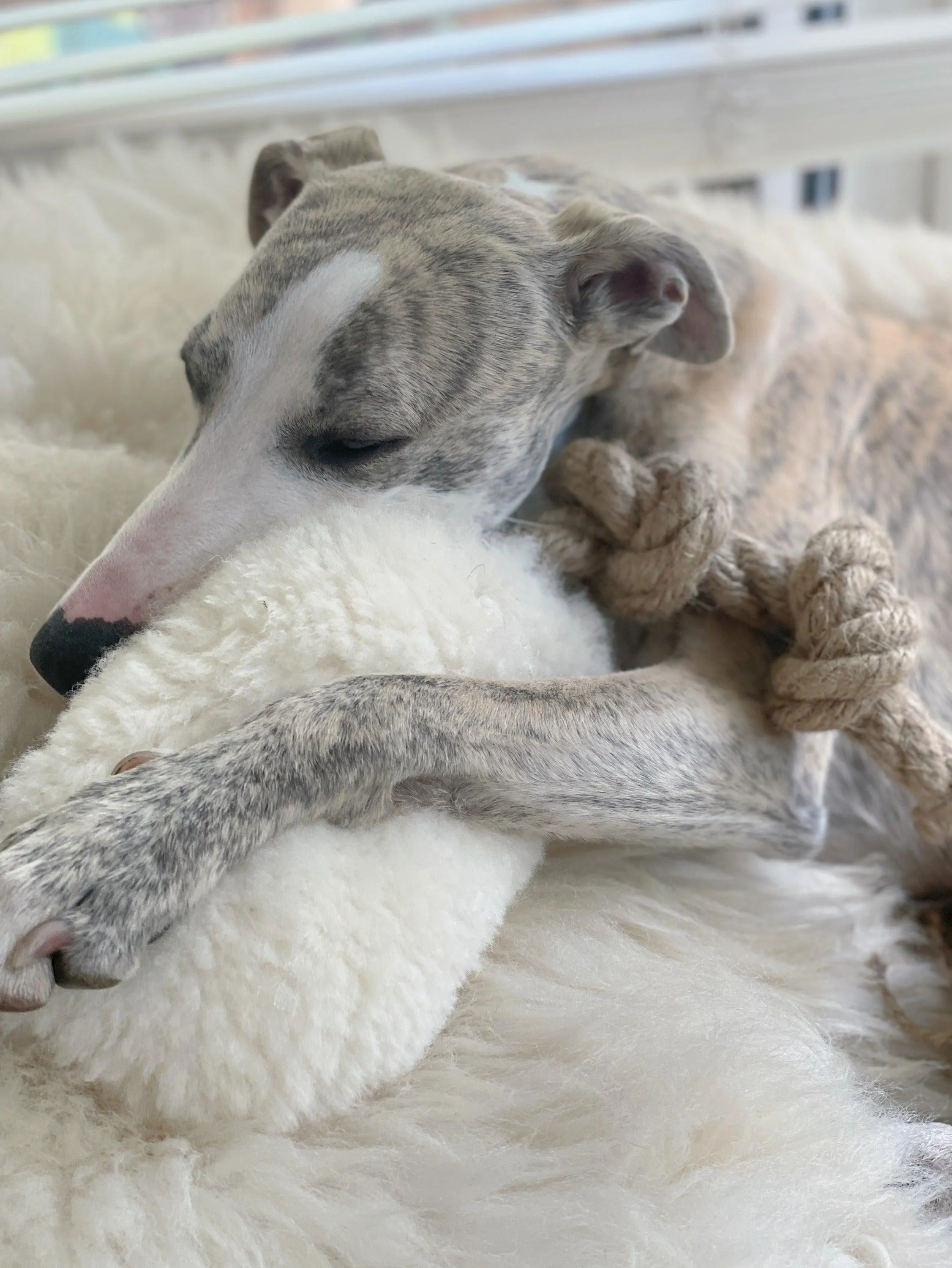 Natural Woolen Dog Tug Toy - White