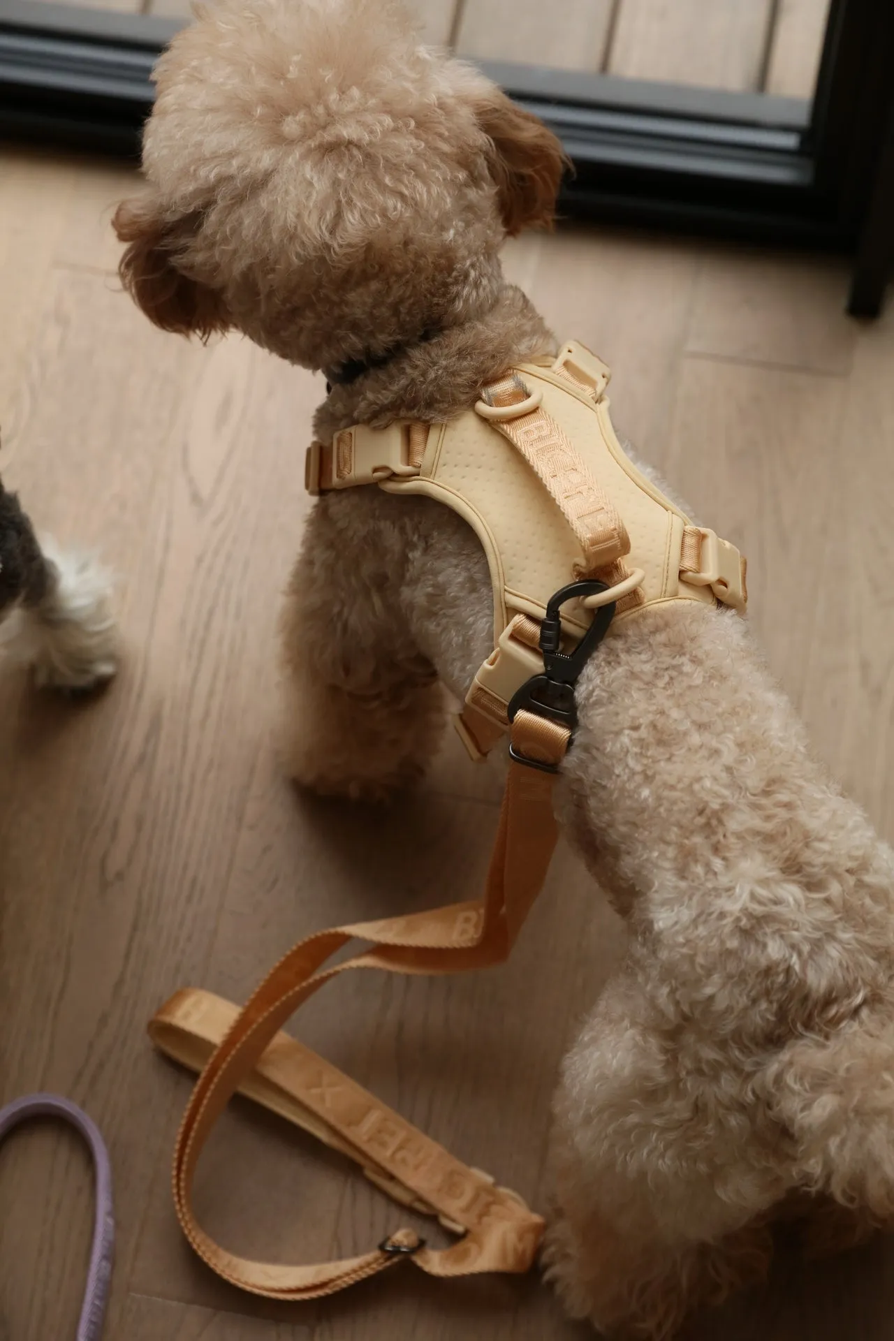 NO PULL ACTIVE  PET HARNESS - APRICOT