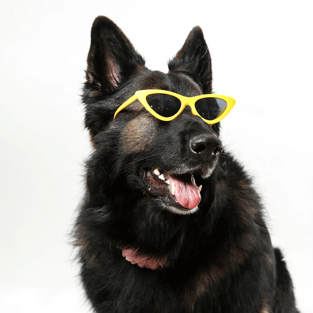 PET OPTIC SHADES - DOGGY GAGA SUNGLASSES