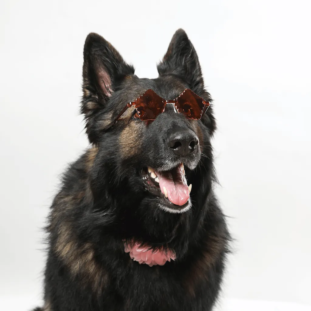 PET OPTIC SHADES - PAWSTAR SUNGLASSES