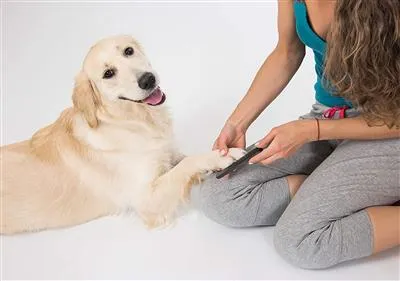 Precision Pet Nail File